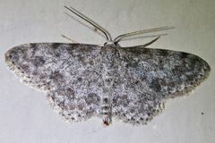 Scopula plantagenaria