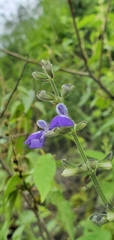Salvia rypara