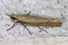 Ypsolopha unicipunctella
