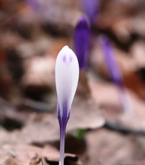 Crocus heuffelianus