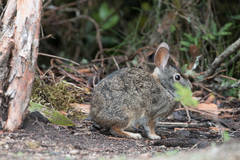 Sylvilagus andinus