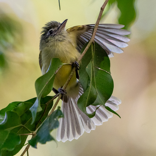 Yellow-olive Flatbill (Tolmomyias sulphurescens), photo 8