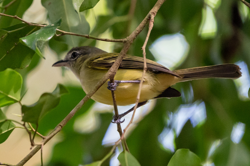 Yellow-olive Flatbill (Tolmomyias sulphurescens), photo 9
