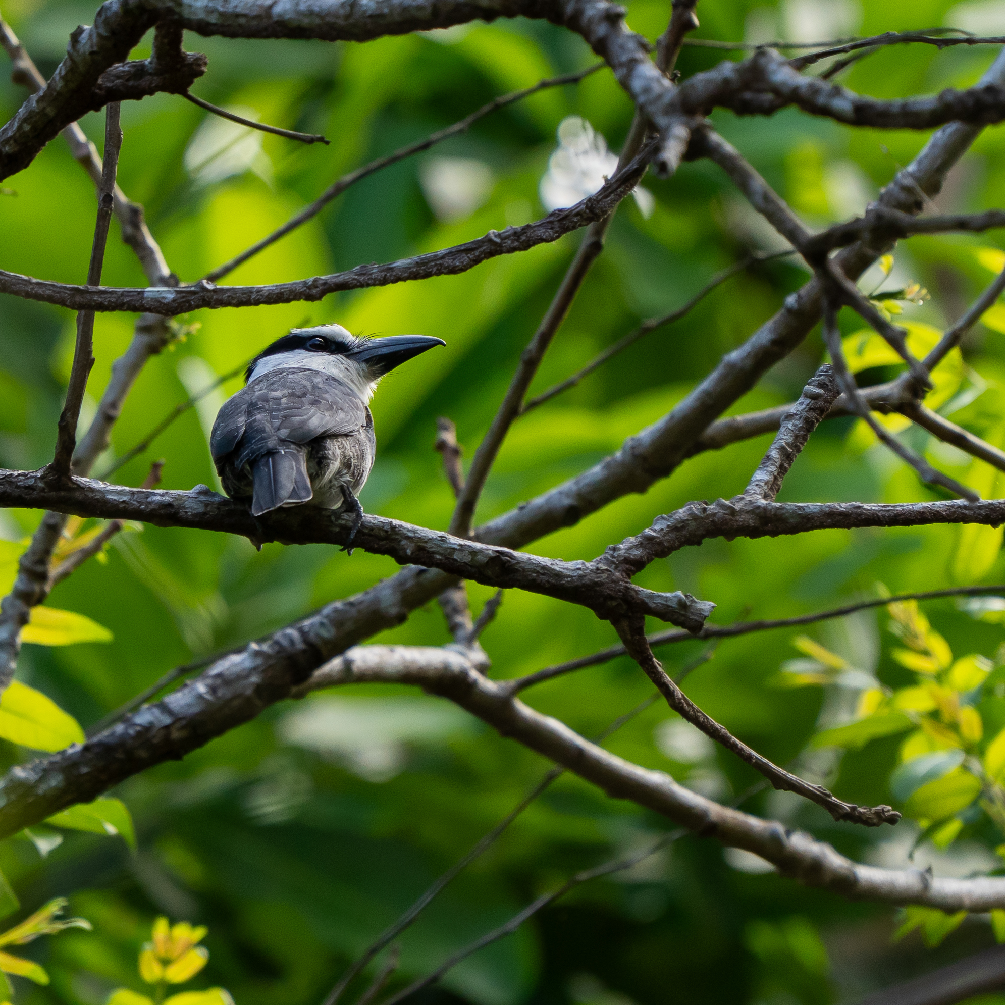 White-necked Puffbird (Notharchus hyperrhynchus), photo 10