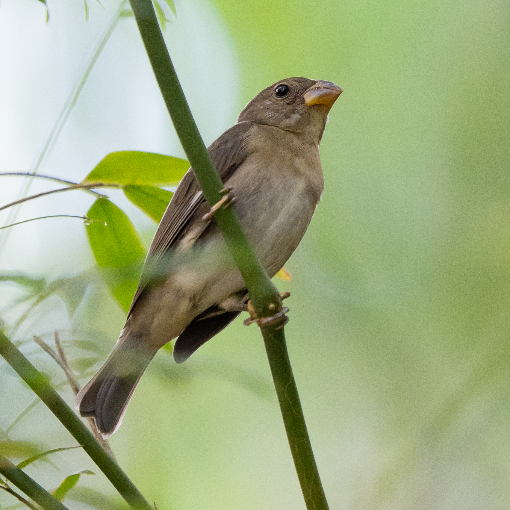Slate-colored Seedeater (Sporophila schistacea), photo 6