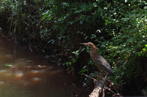 Rufescent Tiger-Heron