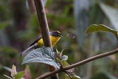 Myioborus melanocephalus