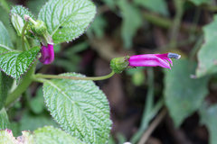Centropogon aequatorialis