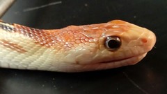 Pituophis vertebralis