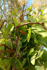 Plicosepalus acaciae