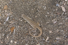 Liolaemus nigromaculatus