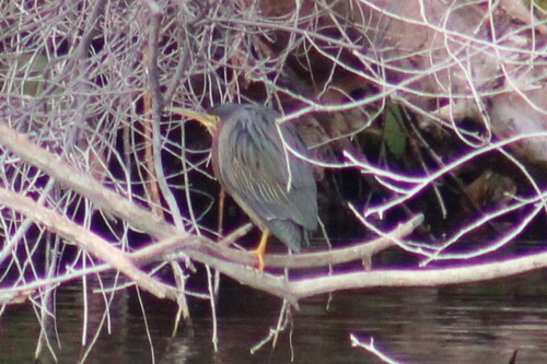 Western Green Heron photographed in Idaho