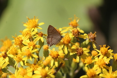 Electrostrymon guzanta