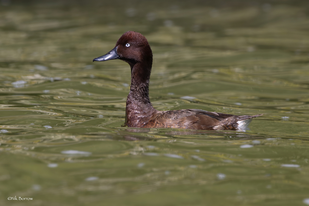 Madagascar Pochard