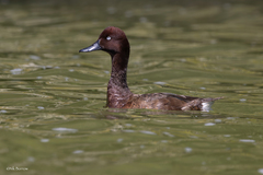 Madagascar Pochard photo 1