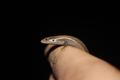 Chalcides bedriagai