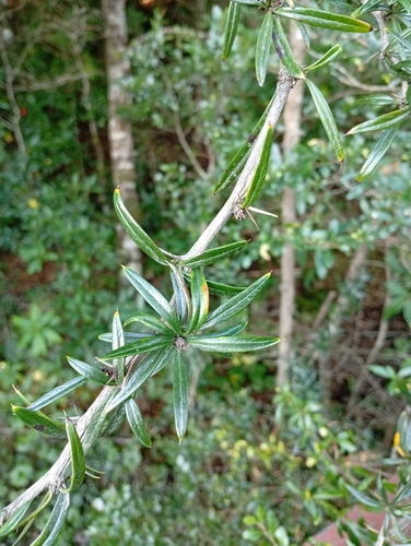 Narrow-leaved Barberry (Berberis trigona)