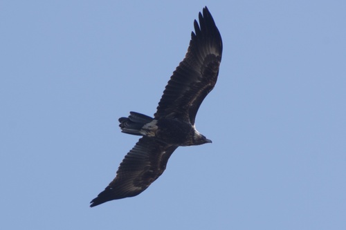Mainland Wedge-tailed Eagle