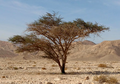 Vachellia tortilis raddiana