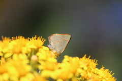 Erora quaderna quaderna