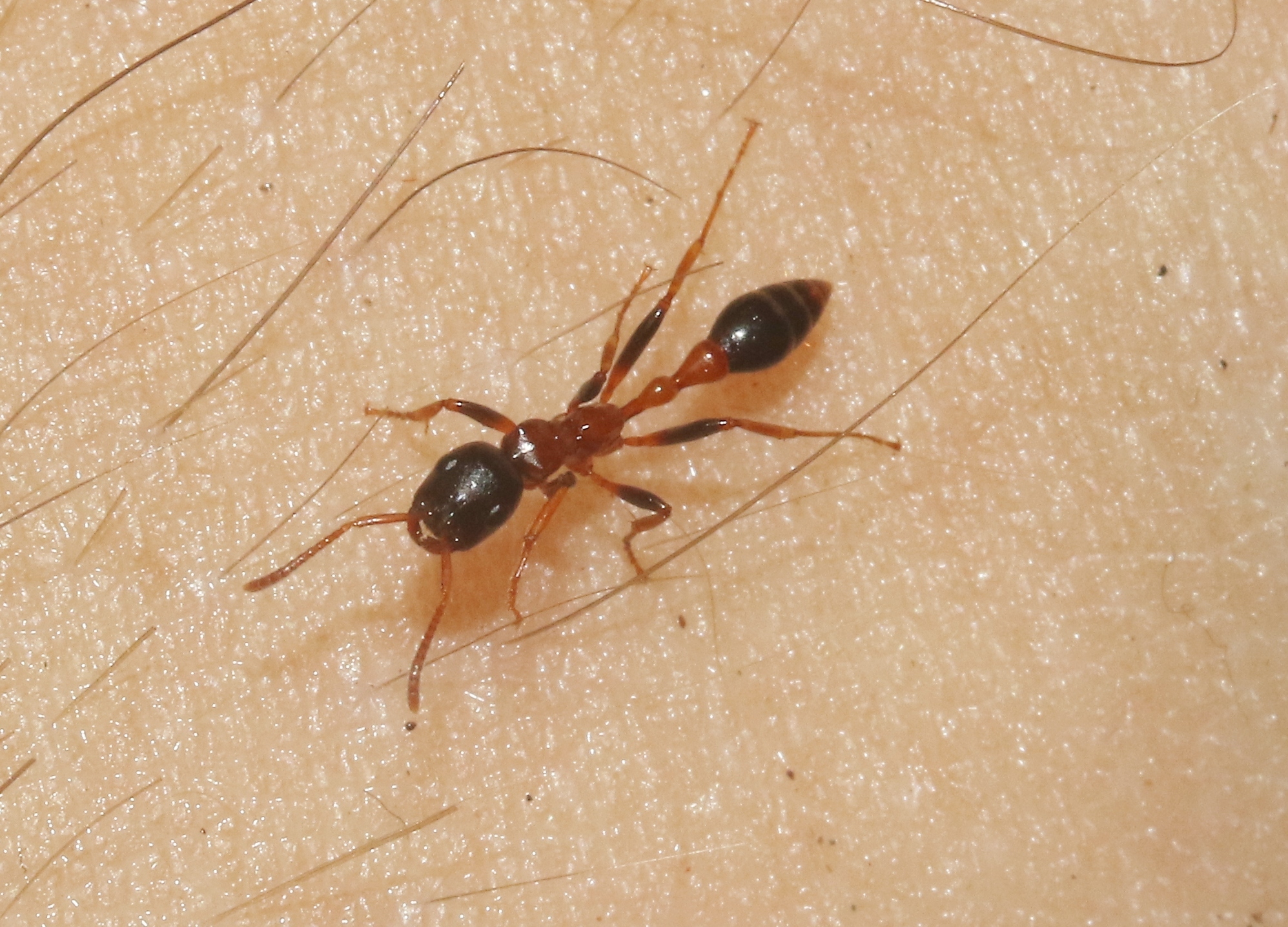 Tetraponera variegata