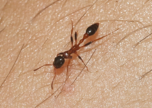 斑斓细长蚁Tetraponera variegata