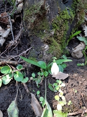 Galanthus transcaucasicus