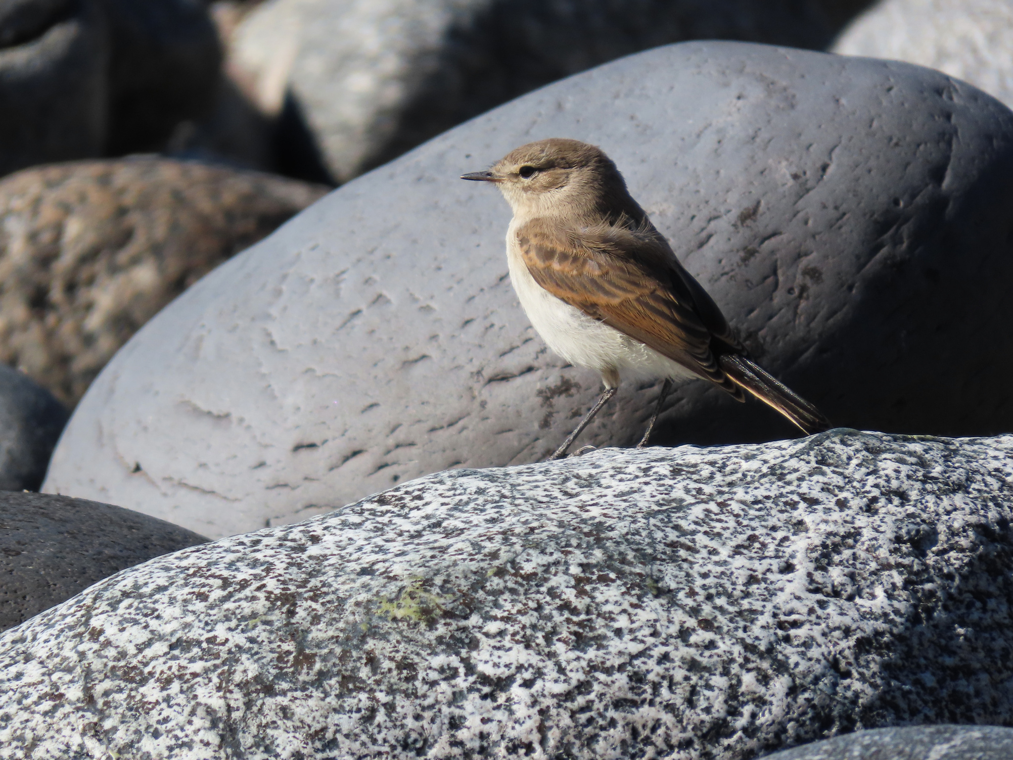 Spot-billed Ground Tyrant (Muscisaxicola maculirostris), photo 5