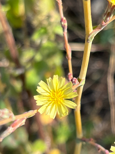 Lactuca sativa observed 2026-02-19