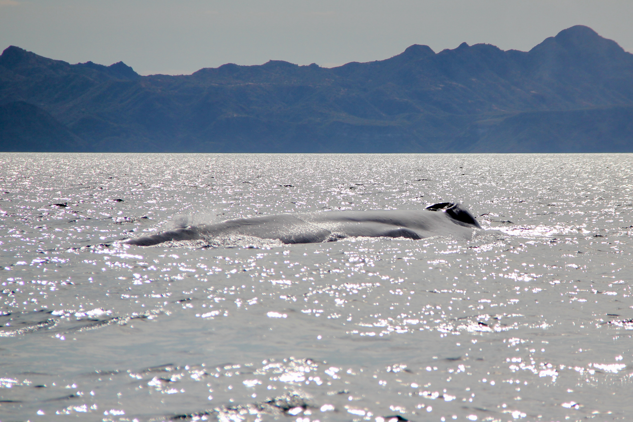 Balaenoptera musculus