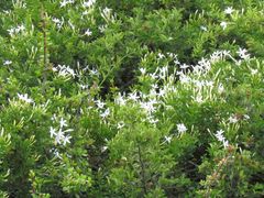Jasminum angulare