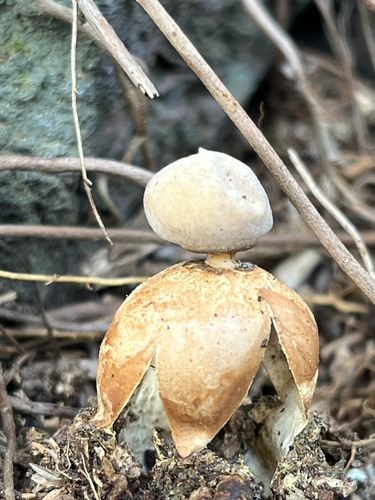 Geastrum, 2026-02-19