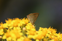 Erora quaderna quaderna