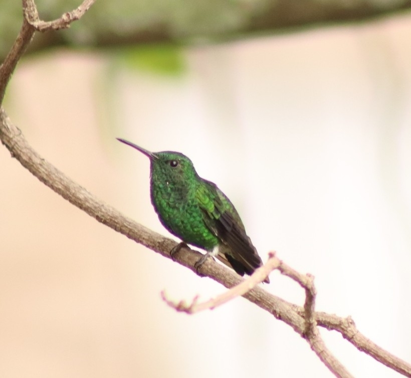 Steely-vented Hummingbird (Saucerottia saucerottei), photo 3