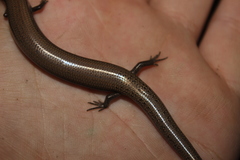 Chalcides bedriagai