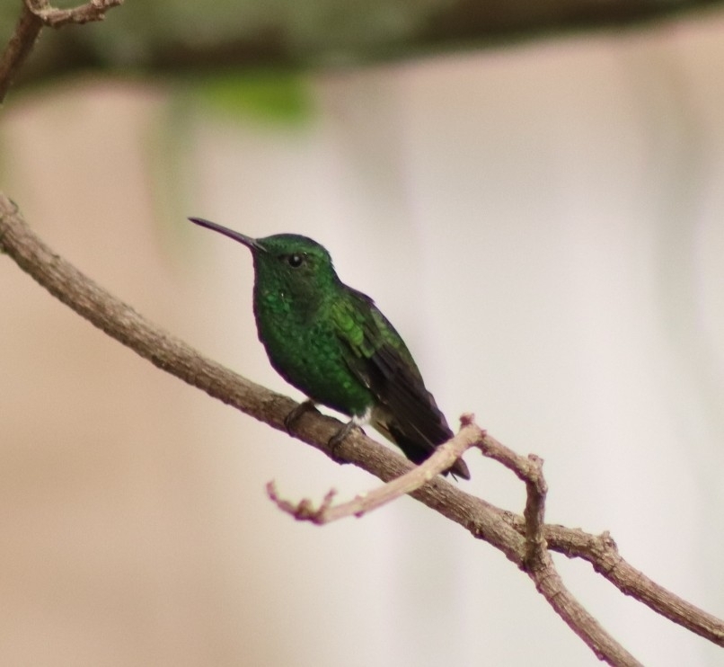 Steely-vented Hummingbird (Saucerottia saucerottei), photo 4