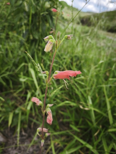 Sinningia elatior