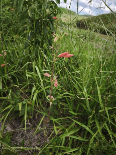 Sinningia elatior