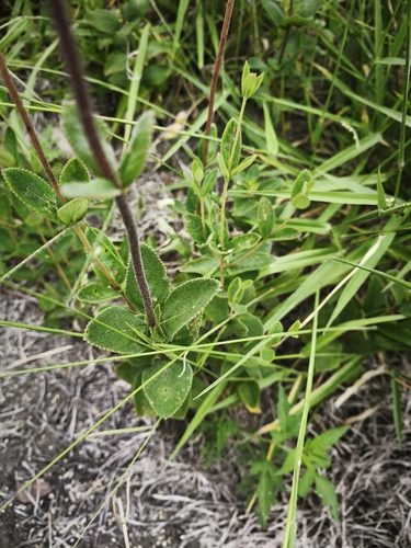 Sinningia elatior
