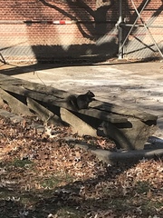 Sciurus carolinensis