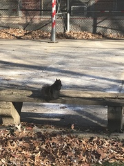 Sciurus carolinensis