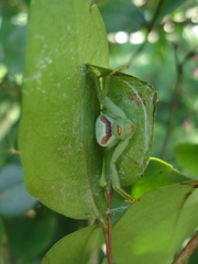 Misumenops callinurus