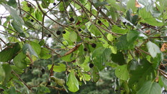 Mitragyna parvifolia