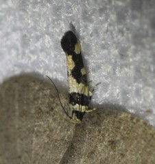 Macrobathra trithyra