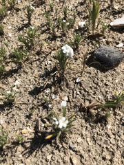 Cryptantha clevelandii