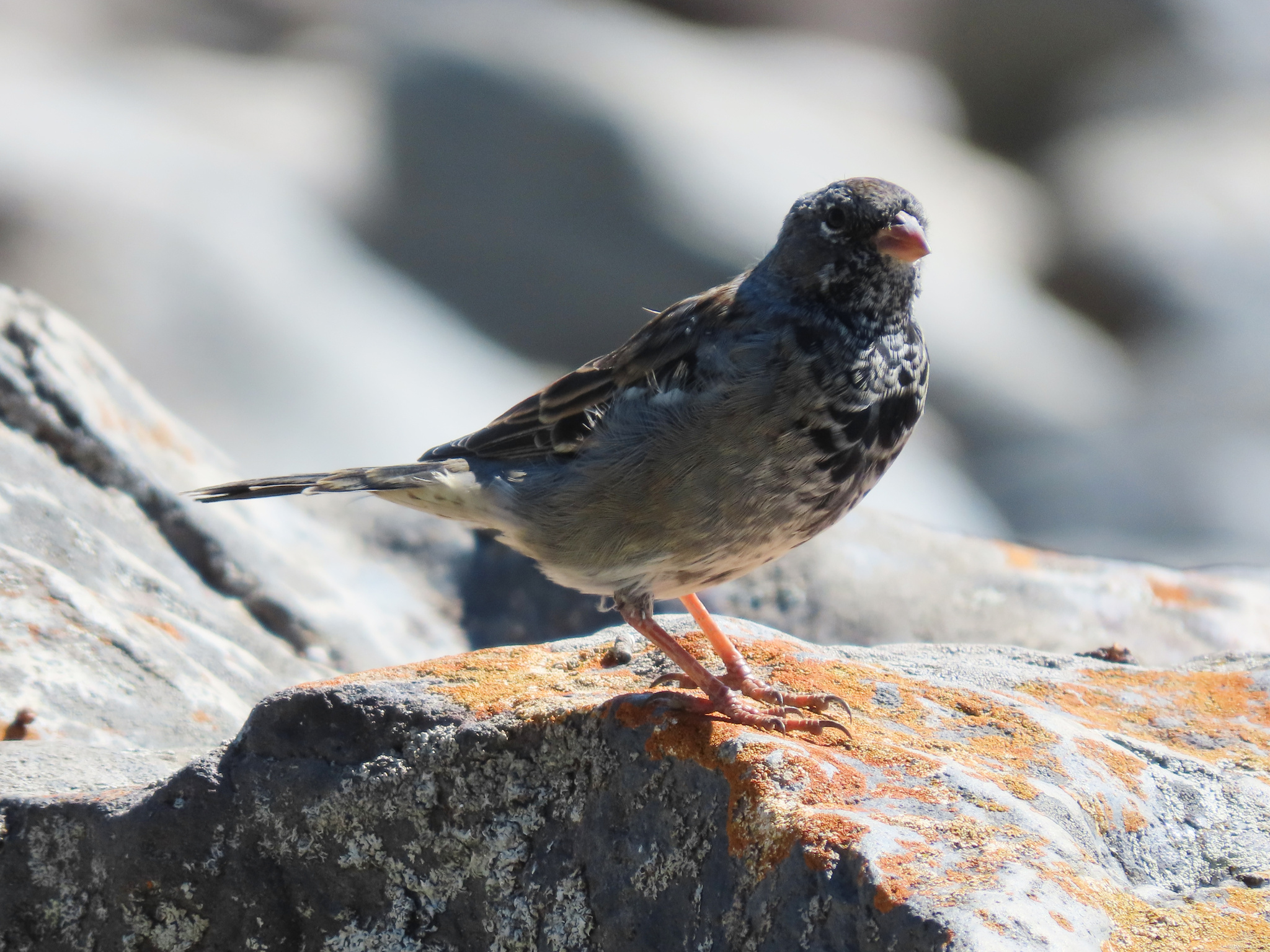 Mourning Sierra Finch (Rhopospina fruticeti), photo 7
