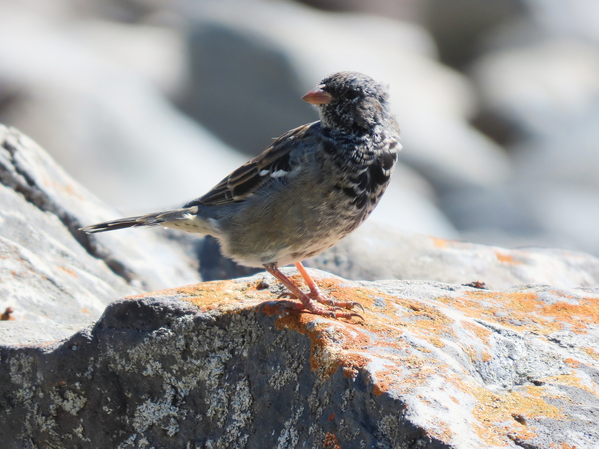 Mourning Sierra Finch (Rhopospina fruticeti), photo 6