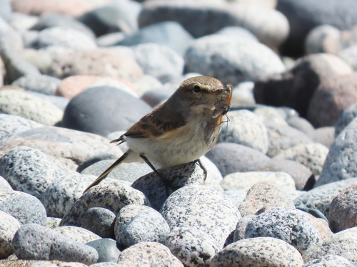 Spot-billed Ground Tyrant (Muscisaxicola maculirostris), photo 5