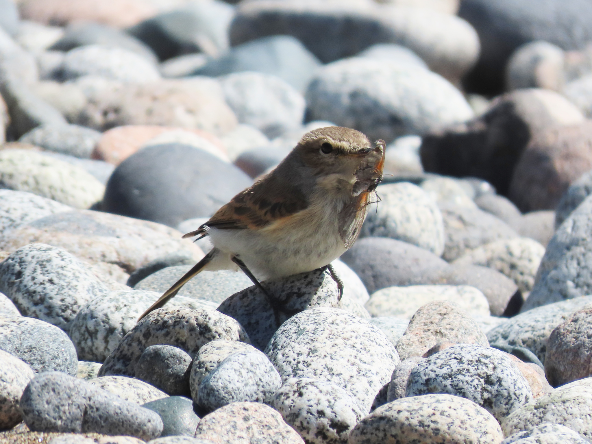Spot-billed Ground Tyrant (Muscisaxicola maculirostris), photo 6