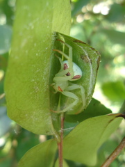 Misumenops callinurus